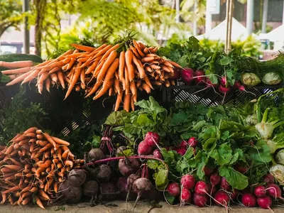 Maraîcher bio du Var — légumes et herbes aromatiques pour La Table Méditerranéenne